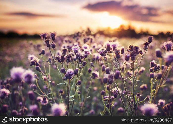 Mountain meadow