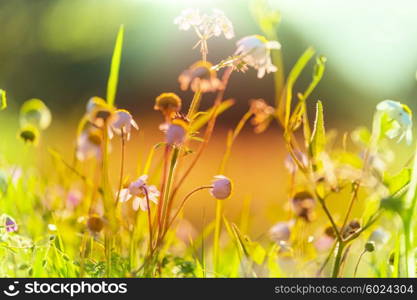 Mountain meadow