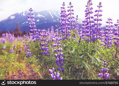 Mountain meadow in Alaska