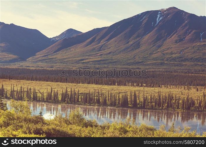 Mountain meadow in Alaska