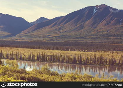 Mountain meadow in Alaska