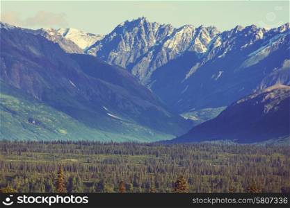 Mountain meadow in Alaska