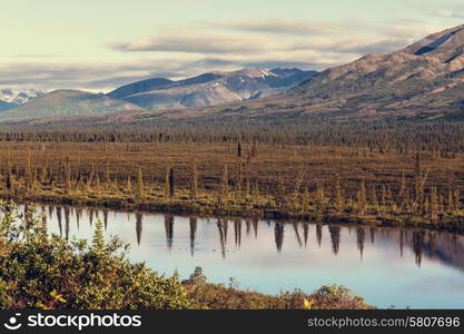 Mountain meadow in Alaska USA