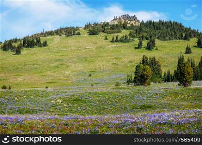 Mountain meadow in summer season