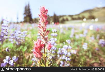 Mountain meadow in summer season