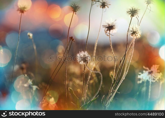 Mountain meadow in sunny day