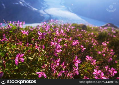 Mountain meadow in sunny day