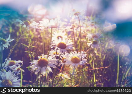 Mountain meadow in sunny day