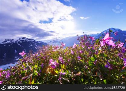 Mountain meadow in sunny day