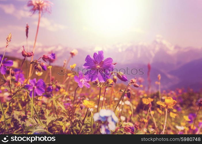 Mountain meadow in sunny day