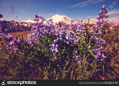 Mountain meadow in sunny day