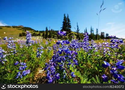 Mountain meadow in sunny day