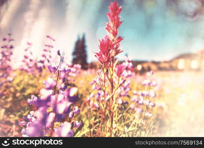 Mountain meadow in sunny day. Natural summer landscape.