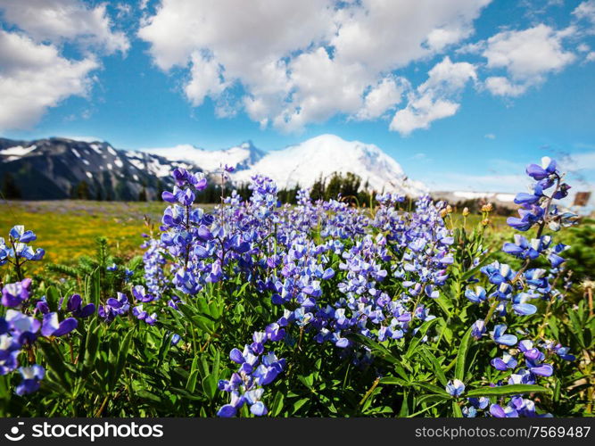 Mountain meadow in sunny day. Natural summer landscape.