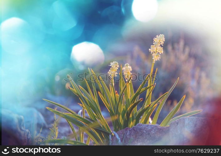 Mountain meadow in sunny day. Natural summer landscape.