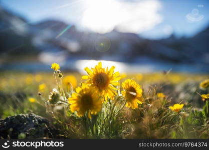 Mountain meadow in sunny day. Natural summer landscape.