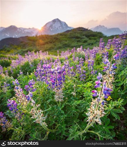 Mountain meadow in sunny day. Natural summer landscape. Mountains in Alaska.
