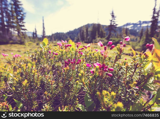 Mountain meadow in sunny day. Natural summer landscape. Mountains in Alaska.