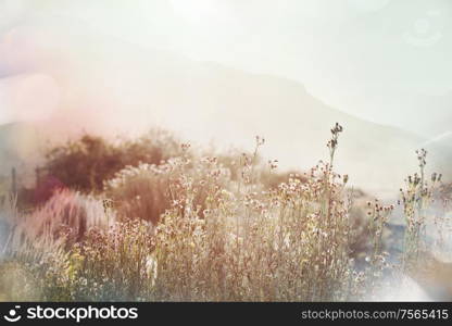 Mountain meadow in sunny day. Natural summer landscape. Mountains in Alaska.