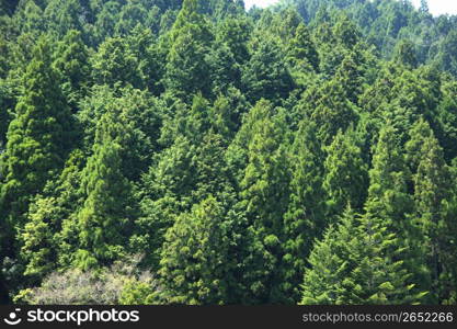 Mountain of Koya-san