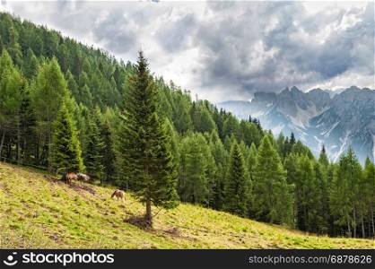 Mountain panorama with forest, horses and sky with clouds in summer.