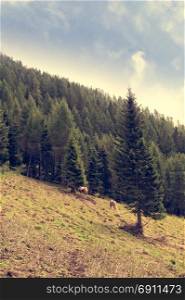 Mountain panorama with forest, horses and sky with clouds in summer. Photos with vintage effect filter.