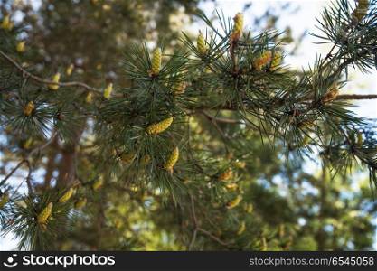 mountain pine closeup with young cones. Green mountain pine closeup with young cones