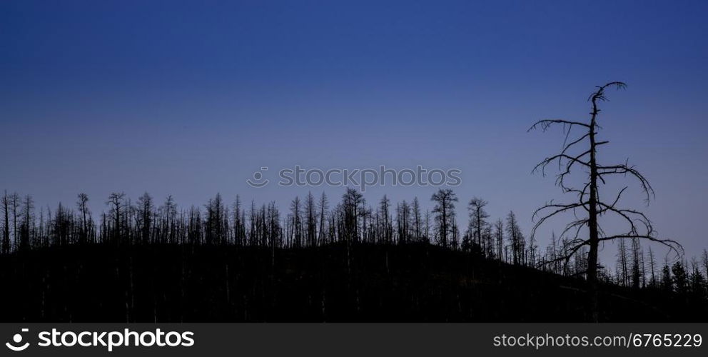 mountain pine forest destroyed by wildfire at Greyrock near Fort Collins, Colorado - tree silhouette against night sky