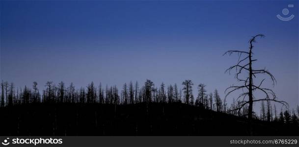 mountain pine forest destroyed by wildfire at Greyrock near Fort Collins, Colorado - tree silhouette against night sky