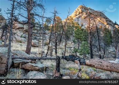 mountain pine forest destroyed by wildfire at Greyrock near Fort Collins, Colorado with sunset light on the Greyrock