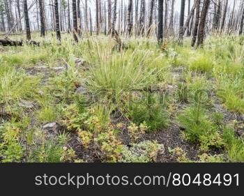 mountain pine forest recovering after wildfire, Roosevelt National Forest near Fort Collins, Colorado