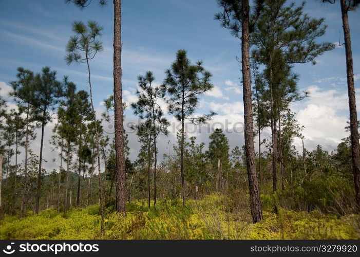 Mountain Pine Ridge Reserve, Landscape