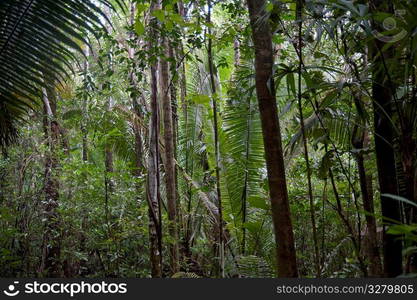 Mountain Pine Ridge Reserve, Rain Forest