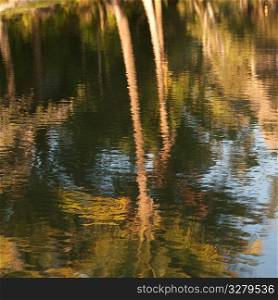 Mountain Pine Ridge Reserve, Reflection In Pond
