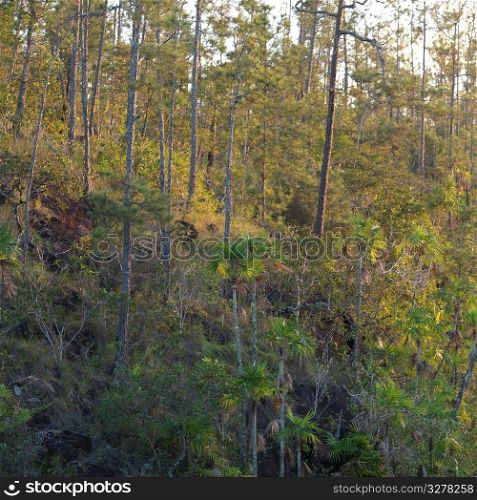 Mountain Pine Ridge Reserve, Tropical Rain Forest