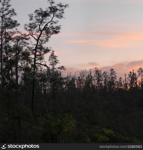 Mountain Pine Ridge Reserve, Tropical Rain Forest