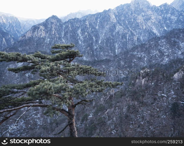 Mountain pine tree on the peak of Seoraksan mountains