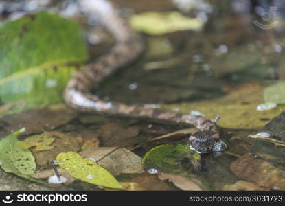 Mountain Pit Viper, wild snake