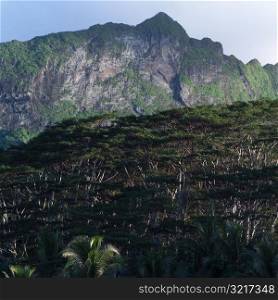 Mountain Range at Moorea in Tahiti