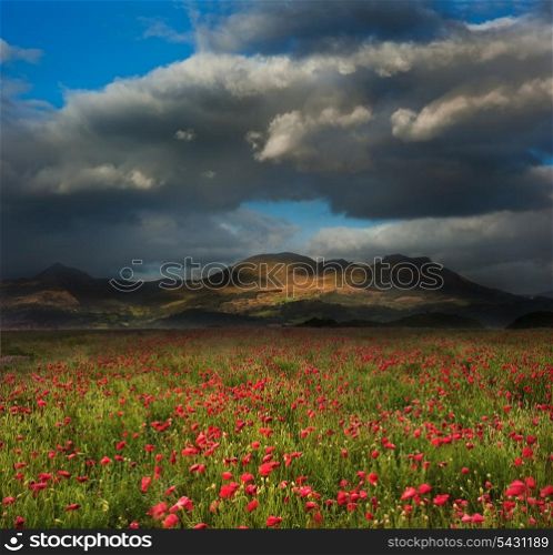 Mountain range landscape with field ofwild poppies under dramatic sky