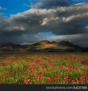 Mountain range landscape with field ofwild poppies under dramatic sky