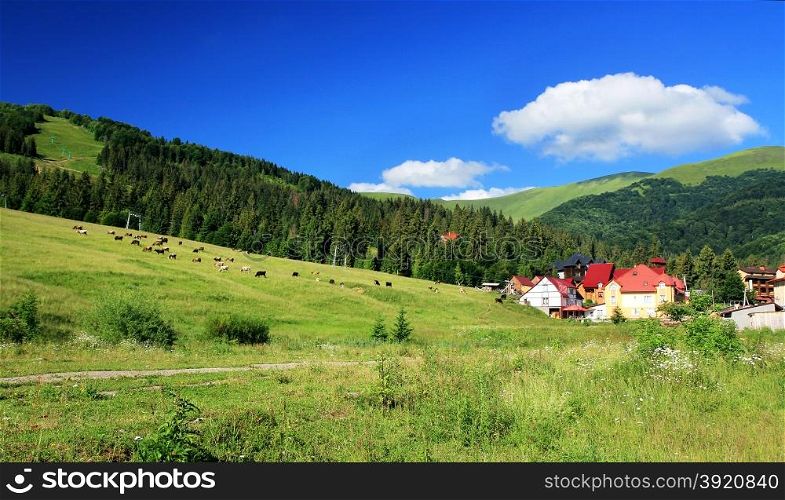 Mountain resort. Cows grazing. Carpathians. Ukraine.. Mountains landscape