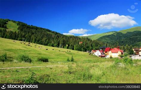 Mountain resort. Cows grazing. Carpathians. Ukraine.. Mountains landscape