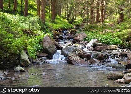 mountain river and coniferous forest