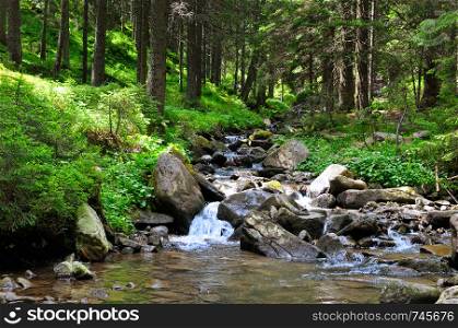 Mountain river and coniferous forest on a rocky shore. Picturesque and gorgeous scene. Summer background.