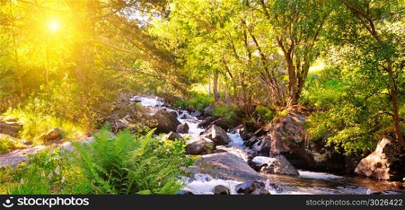 Mountain river, forest and bright sunrise. Wide photo.. Stormy mountain river. Picturesque forest. The trees are lit by the bright rays of the sun. Wide photo.