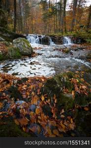 mountain river in the autumn forest