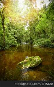 Mountain river stream waterfall green forest / Landscape nature plant tree rainforest jungle with rock and green mos in the morning wild tropical forest