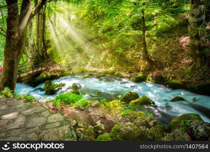 Mountain river Tara in the park of Montenegro. River Tara in the park