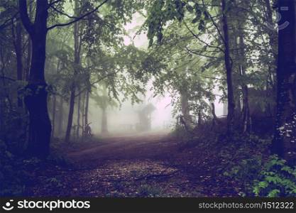 Mountain road path trough the trees forest mountain range dark misty fog rainy day